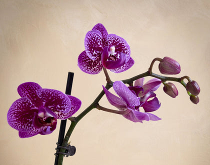 Purple orchid flower on a beige background