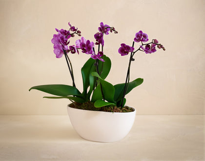 Potted purple orchid plant on a beige background
