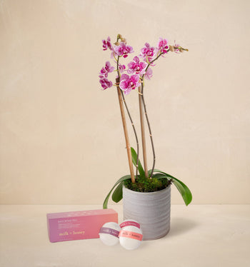 The Orchid Spa