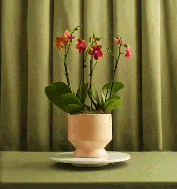 Pink orchid plant in a blush ceramic pot on a table against a green curtain background.