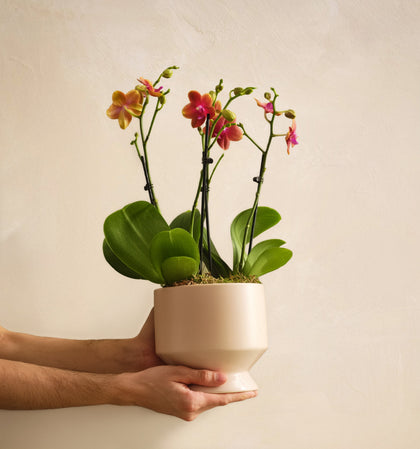 Person holding a potted orchid plant against a plain background