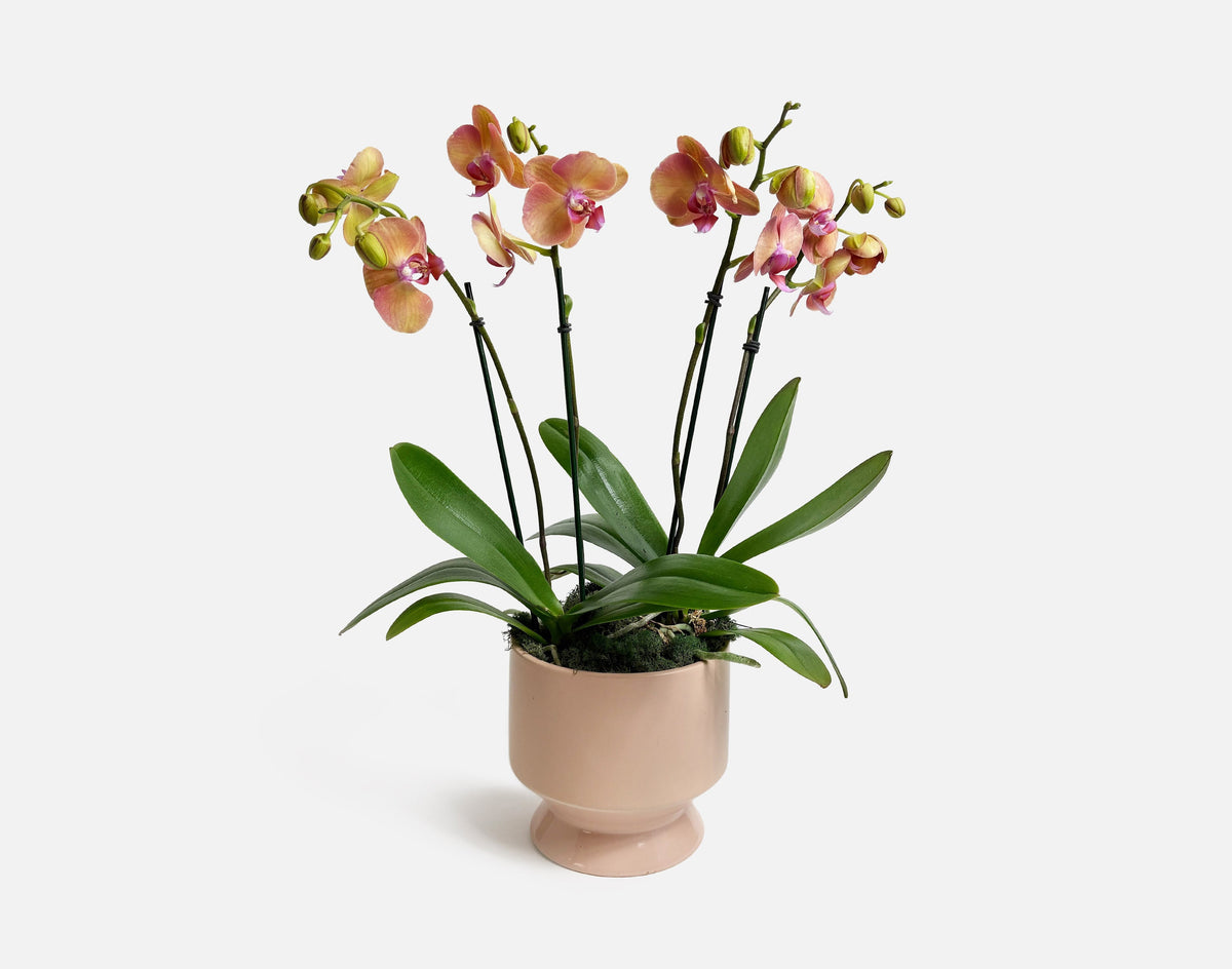 Potted orchid plant with pink and yellow flowers on a white background