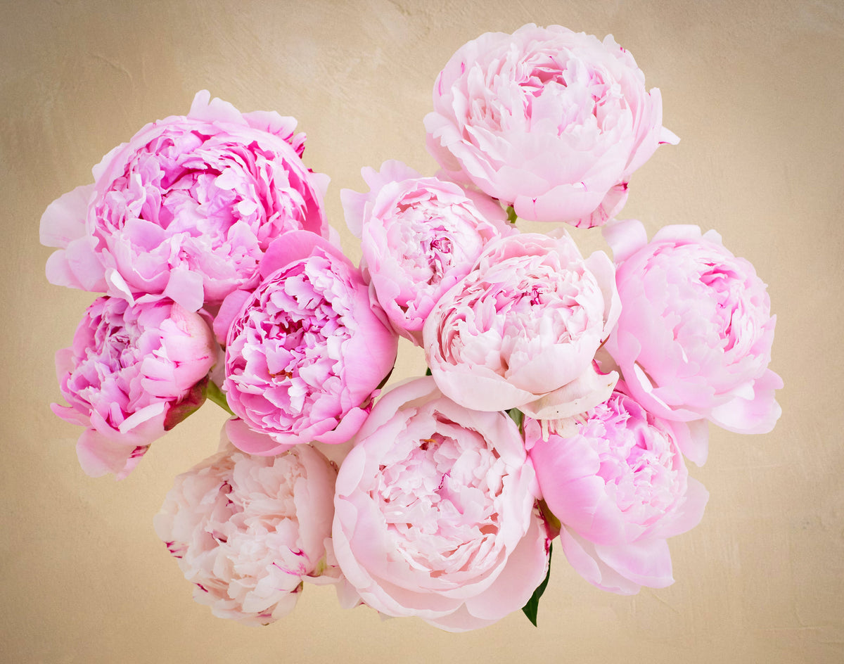 Bouquet of pink peonies on a beige background