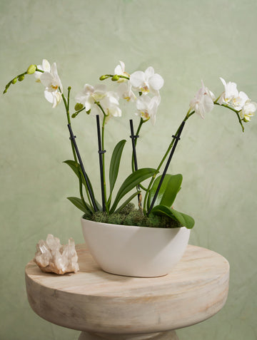presentation image
