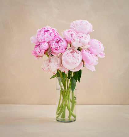 Bouquet of pink peonies in a clear vase on a beige background