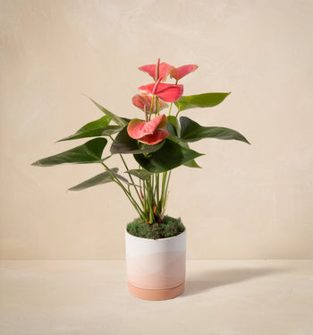 Potted plant with pink flowers and green leaves on a beige background