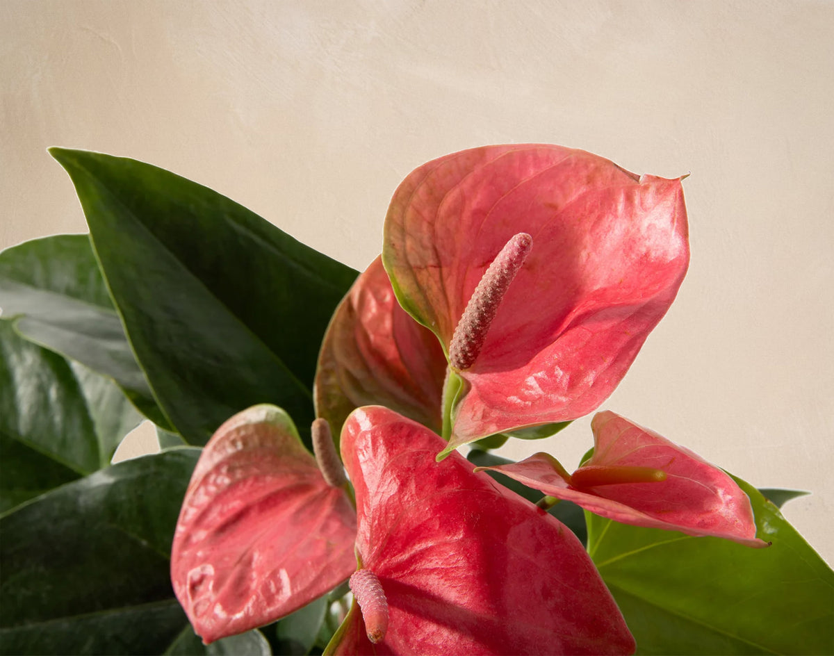 Close-up of a pink Anthurium plant with green leaves against a neutral background