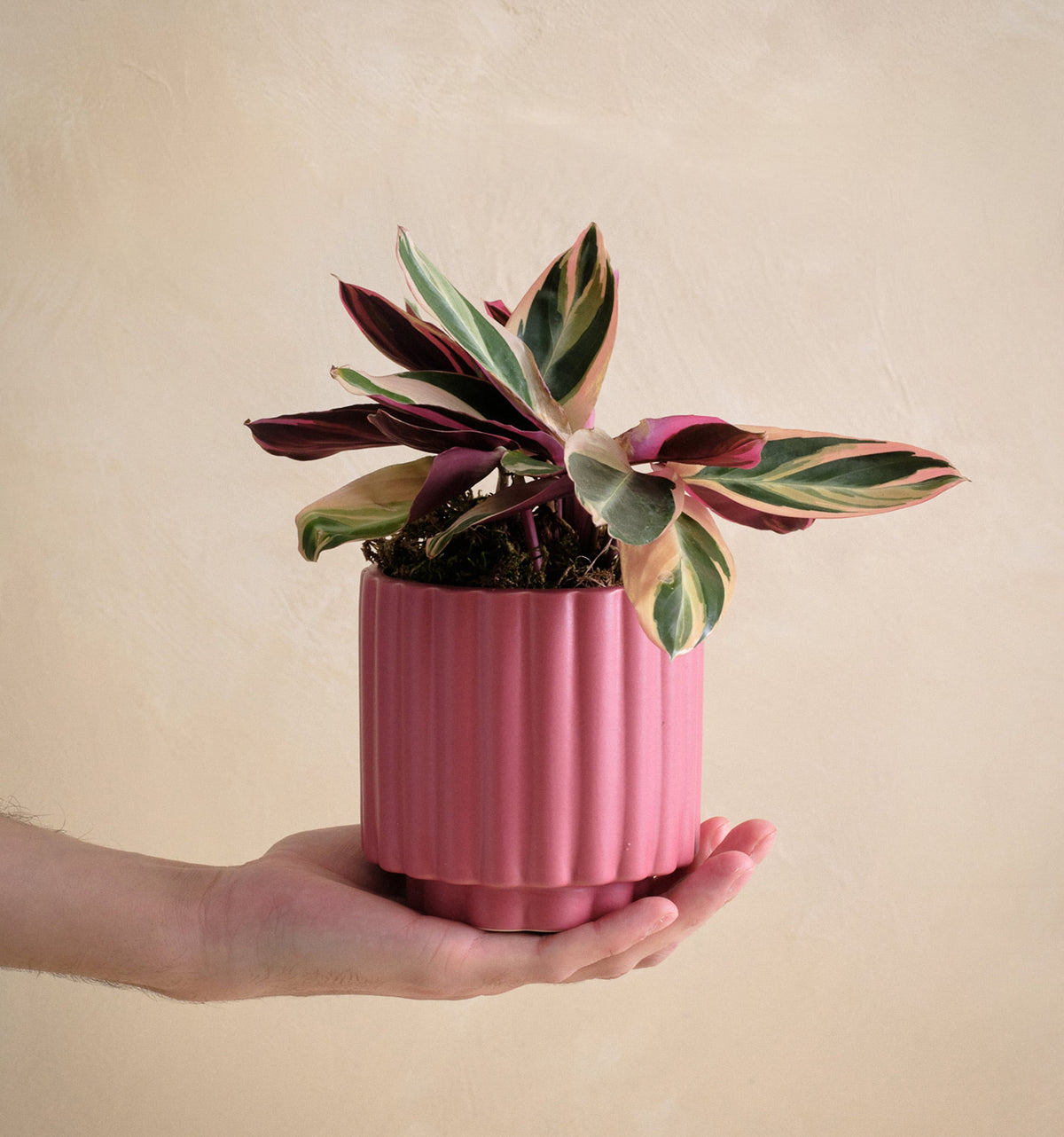 Hand holding a pink pot with a colorful plant against a beige background