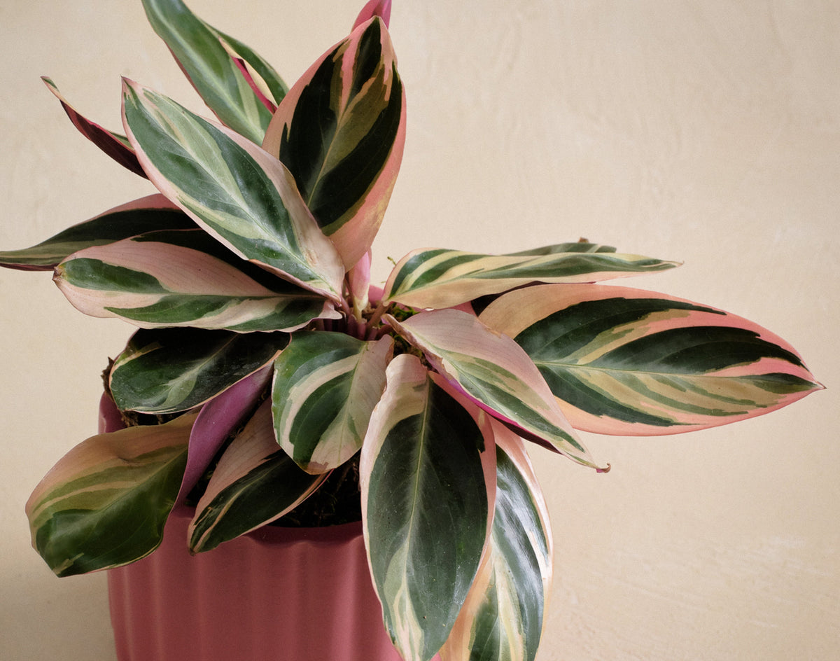 Variegated houseplant in a pink pot against a plain background