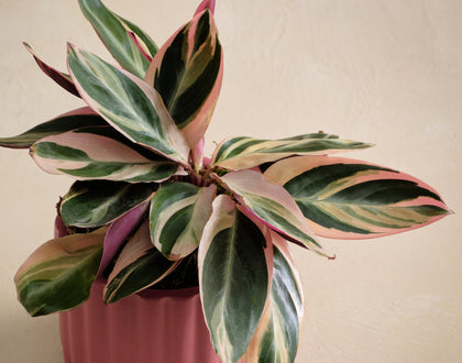 Variegated houseplant in a pink pot against a plain background