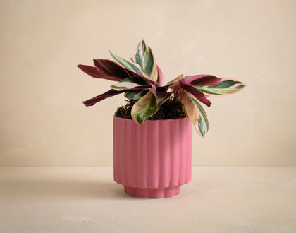 Pink ribbed planter with a leafy plant on a beige background