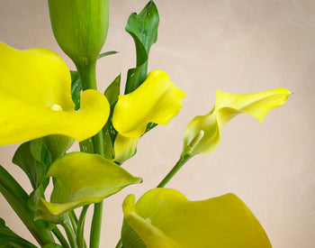 The Sunshine Callas