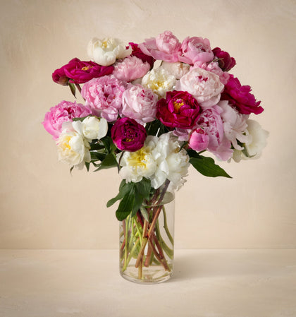 Triple the Grower's Choice Peony