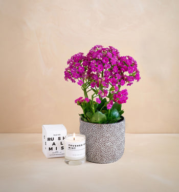 Potted plant with pink flowers and a candle on a beige surface