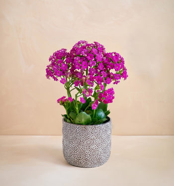 Potted plant with pink flowers on a beige background
