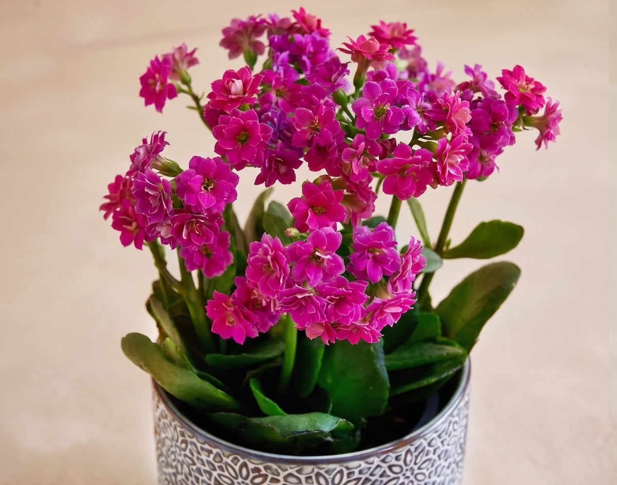 Potted plant with pink flowers on a beige background