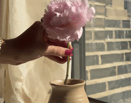 Looping clip of a hand with magenta nails and a gold bracelet lowering a pale pink peony into a small beige ceramic vase beside a sunlit window with a sheer curtain and brick outside.
